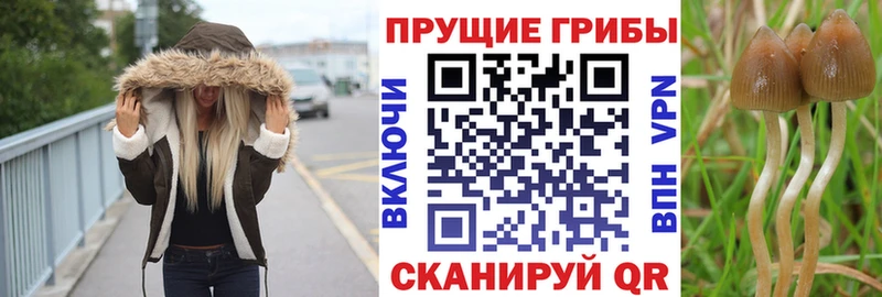 магазин продажи Лабытнанги Псилоцибиновые грибы Cubensis